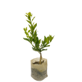 I Am The Gardener Sunkagati Fruit, Outdoor Plant, Green Plant. 