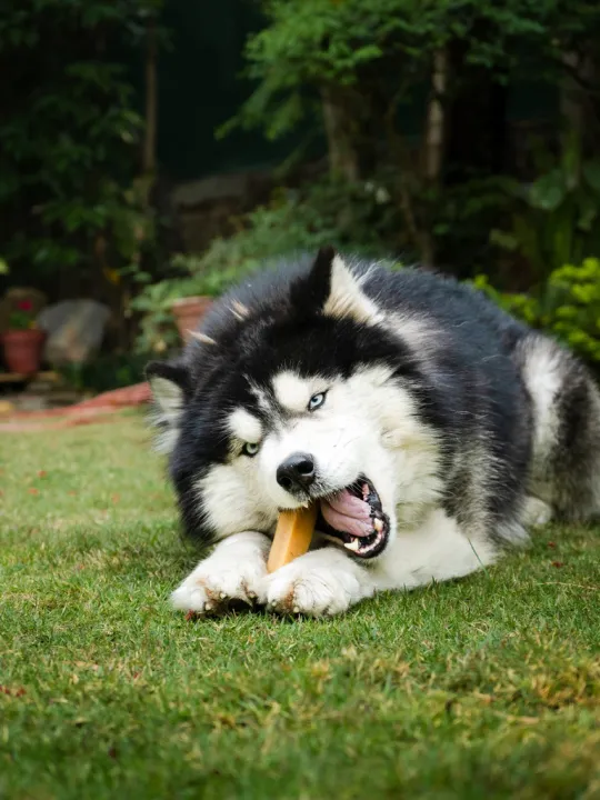 Shangrila%20Pet%20Co%20%E2%80%93%20Original%20Nak%20(Female%20Yak)%20Chews%20for%20Dogs%20%7C%20100%25%20Natural%20Himalayan%20Cheese%20Treat%20%7C%20Large%20Pack%20of%203%20%7C%20Long-Lasting,%20High%20Protein,%20Lactose-Free%20Dog%20Treats%20-%20Image%202