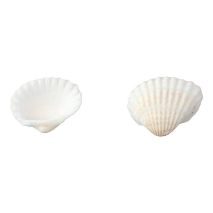 Shell 100pcs 100 Grams DIY 100 Grams Natural Sea Shell Approx.100pcs Clam Shell ...