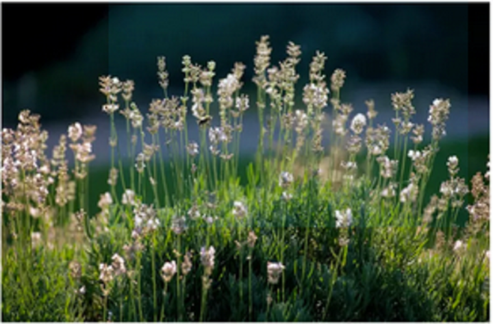 20+%20Loose%20Packed%20Seed%20Of%20English%20Lavender%20'Jean%20Davis'%20-%20Image%203