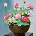 Bonsai Mini Indore Lotus Flower Seeds for Planting - 10+ Mixed Color Varieties. 