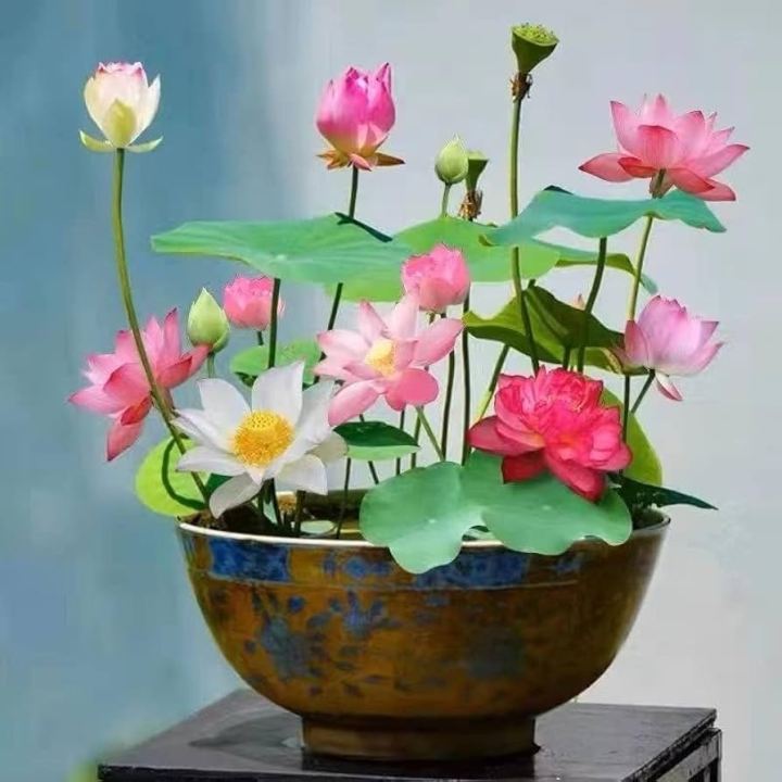 Bonsai%20Mini%20Indore%20Lotus%20Flower%20Seeds%20for%20Planting%20-%2010+%20Mixed%20Color%20Varieties%20-%20Image%202