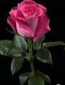 Different Color Rose Seeds - 1 Packet Of Rose Flower Seeds With 5 Seeds For Each Seeds. 