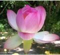 10 seeds 4 color mix Bowl Lotus Flower Seed water Aquatic Plants Nelumbo. 