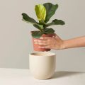 Fiddle Leaf Fig Indoor Plant | For Home Décor | Decorative Plant. 