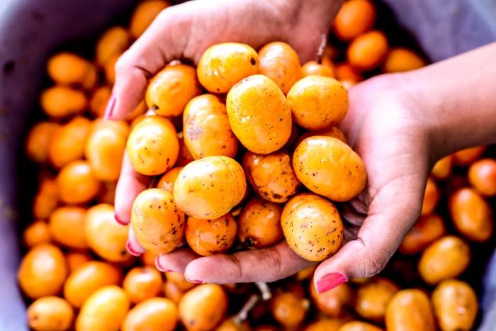Lapsi%20%7C%20Fresh%20Lapsi%20%7C%20Fresh%20Raw%20Nepali%20Lapsi%20(Choerospondias%20axillaris)%20%7C%20%20Himalayan%20Hog%20Plum%20%7C%20Naturally%20Grown%20&%20Chemical-Free%20%7C%20Tangy%20&%20Sour%20Fruit%20%7C%20Ideal%20for%20Pickles%20(Achar)%20&%20Traditional%20Recipes%20%7C%20Rich%20in%20Vitamin%20C%20%7C%20Authentic%20Taste%20of%20Nepal%20-%20Image%202