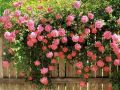 10 Pieces Pink Climbing Rose Vine Flower Seeds Climber Fragrant (90 Days Germination). 