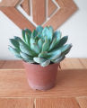 Succulent Plant For Indoor and Outdoor Decoration, Home and Garden Decoration, Restaurants and Office Decoration Plant, Natural Plant, Gifts. 