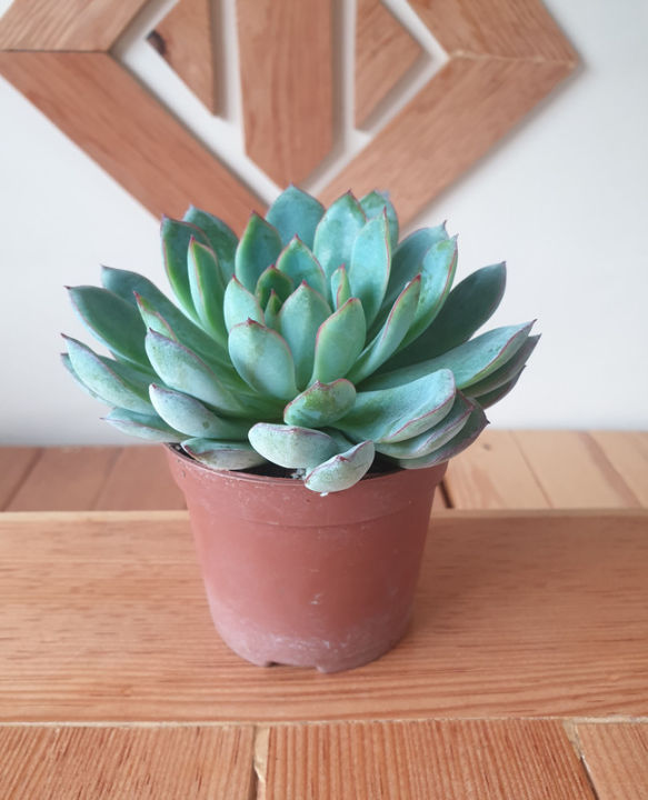 Succulent%20Plant%20For%20Indoor%20and%20Outdoor%20Decoration,%20Home%20and%20Garden%20Decoration,%20Restaurants%20and%20Office%20Decoration%20Plant,%20Natural%20Plant,%20Gifts%20-%20Image%205