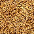 Barley Whole Grain 1 Kg. 