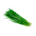 20+ Garlic Chives Seeds for Planting –  Non GMO Heirloom Garlic Chives Seeds – Great Gardening Gift -  (Loose Pack). 