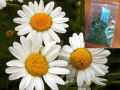 Chamomile Seeds - Easy Grow Herbal Flower 50 Seeds. 