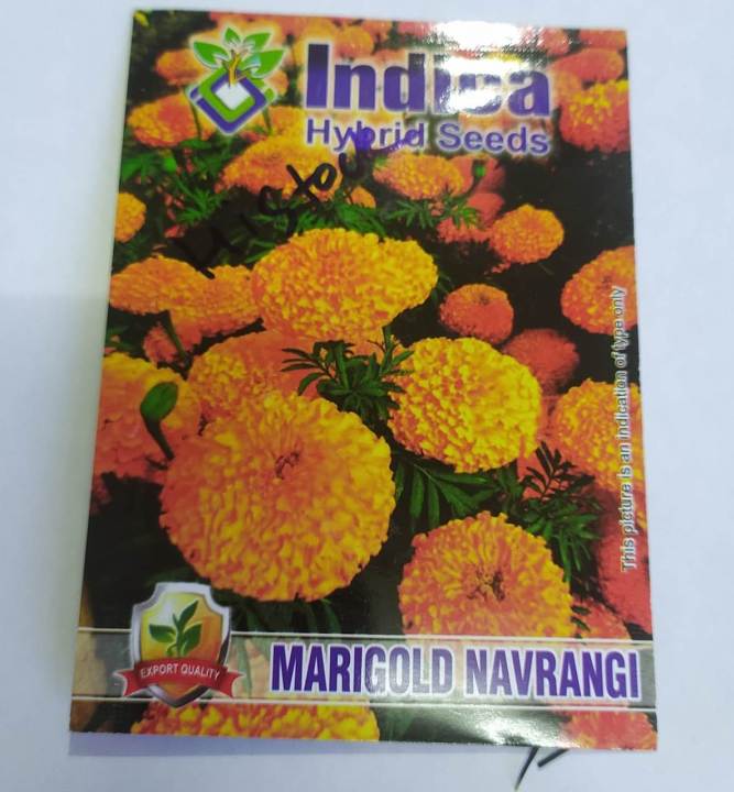 20+%20Marigold%20Navrang%20Seeds,%20Excellent%20Seed%2089+%20germination%20Rate%20-%20Image%202