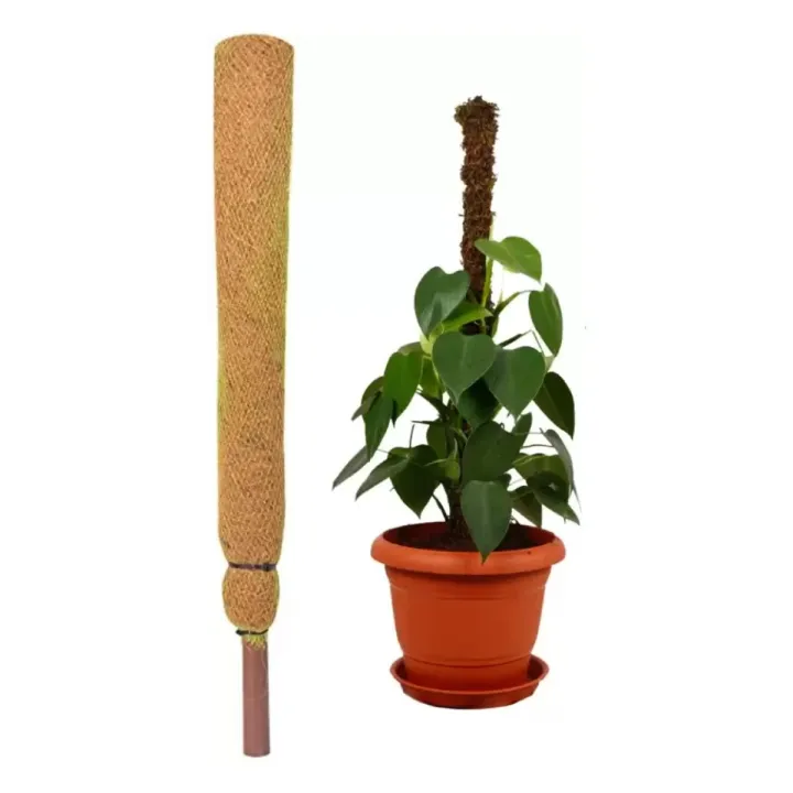 2%20Ft%20Moss%20And%20Coir%20Stick%20For%20Money%20Plant%20Support,%20Indoor%20Plants,%20House%20Plants%20&%20Plant%20Creepers%20Garden%20Mulch%20-%20Image%203