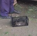 Reusable Traditional Metal Mouse Trap Cage – Humane Live Catch Rodent Control for Garden & Home | No-Kill Rat & Mice Trap Cage | Easy-to-Use Reusable Rodent Catcher. 