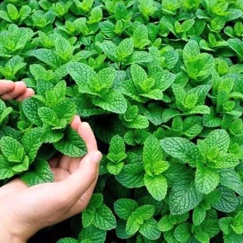 Mint Seeds Pudina Herb Seeds Mint Herb Seeds Peppermint 20 Plus Seeds Loose Pack
