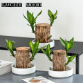 Brazilian Wood Water Green Plant Raise Lucky Wood Potted Small Tree People Indoor Hydroponic Four Seasons Plants JINBING. 