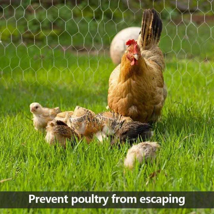 Metal%20Wire%20Chicken%20Rabbit%20Poultry%20Fence%20Netting%20Crop%20Protection%20Net%20Hexagonal%20Gaanized%20Mesh%20for%20Garden%20Courtyard%20Farm%20-%20Image%205