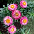 20+ Loose Packed Seed Of Mixed Strawflower Everlasting Paper Daisy Seeds Xerochrysum(Helichrysum) Bracteatum Flower, Excellent Quality Seed Can Grow All Over Nepal. 