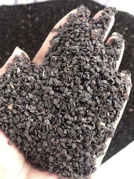 Ban%20Silam%20(%20Himalayan%20Mint%20)%20Seeds%20500%20gm%20-%20Image%203