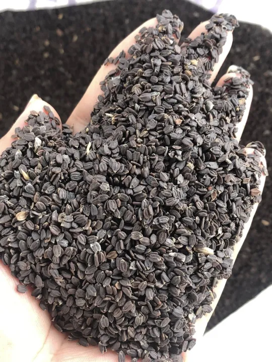 Ban%20Silam%20(%20Himalayan%20Mint%20)%20Seeds%20500%20gm%20-%20Image%203