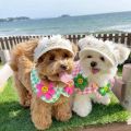 Pet Outdoor Supplies Adjustable Lace Dog Sunscreen Hat Portable Bowknot Dog Straw Hat Cute Pet Summer Cap Cat. 