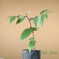 10 Plants Of Bodhi Chitta Plant, "Buddha Chitta", Live Plants, बुद्ध चित्त, बोधिचित्त. 