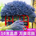 Wanhua Gift Xinjiang Ili Lavender British Orchid Bouquet Living Room Decoration Dried Flowers. 