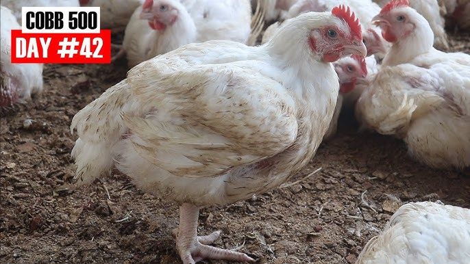 Broiler Cobb 500