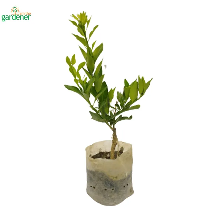I%20Am%20The%20Gardener%20Sunkagati%20Fruit,%20Outdoor%20Plant,%20Green%20Plant%20-%20Image%202