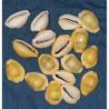 Sea Shells 16 + 1 Piece Free ( Kauda ) Medium size. 