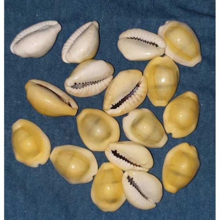 Sea%20Shells%2016%20+%201%20Piece%20Free%20(%20Kauda%20)%20Medium%20size%20-%20Image%203