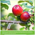 5pcs Practical Aluminum Alloy Branch Crutch Rust-Resistant Easy Install Branch Spreader Tool Durable Tree Brace Fruits Trees. 