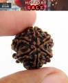 2 Pcs Rudraksha Original Nepali Six Faced 6 Mukhi Rudraksha. 