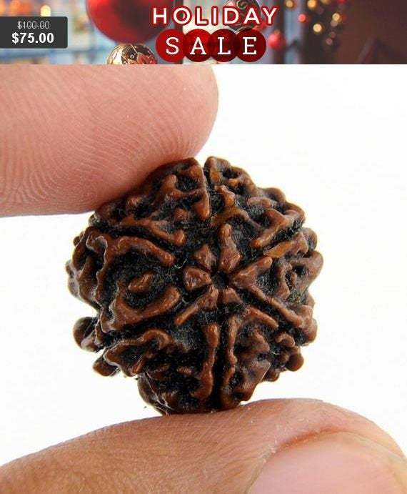 2%20Pcs%20Rudraksha%20Original%20Nepali%20Six%20Faced%206%20Mukhi%20Rudraksha%20-%20Image%203