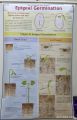 Diagram Of Epigeal Germination  Chart -1 PIece. 