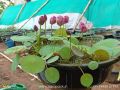 Bonsai Mini Indore Lotus Flower Seeds for Planting - 10+ Mixed Color Varieties. 