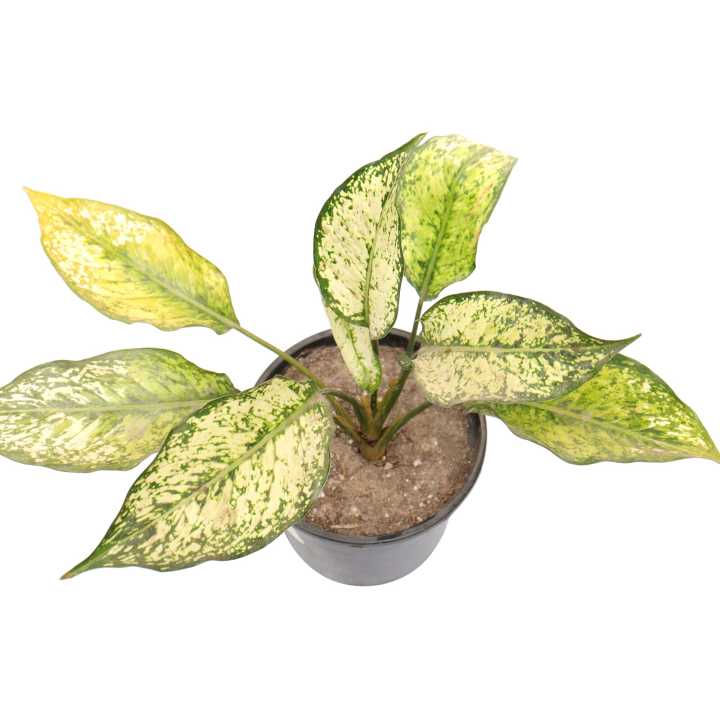 Aglonima%20Snow%20white%20Indoor%20Plant%20%7C%20For%20Home%20D%C3%A9cor%20%7C%20Decorative%20Plant%20-%20Image%203