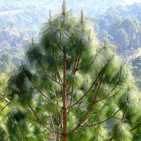 Tree Seeds- 1 Packet Seeds Of Khotesalla | खाेटेसल्ला (Pinus roxburghii) 20 Gram