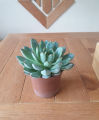 Succulent Plant For Indoor and Outdoor Decoration, Home and Garden Decoration, Restaurants and Office Decoration Plant, Natural Plant, Gifts. 