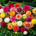 Gardening Dahlia Mixed Colours Flower Seed (One Packet Omaxe). 