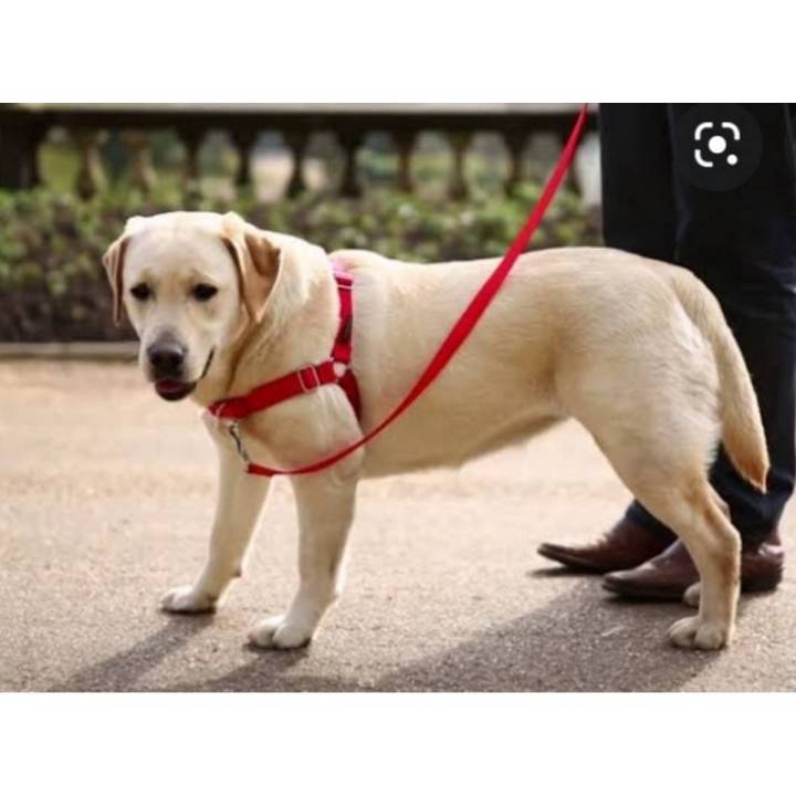 Petsafe Easy Walk Front-Attachment Harness and Lead Set