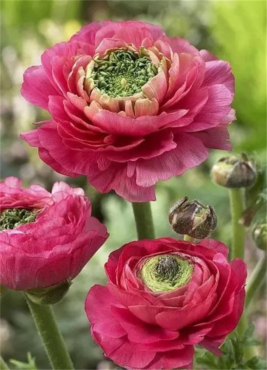 Garden%20Plant%20Seed%20Flower%20Seed%2010+%20Mixed%20Color%20Flowers%20Ranunculus%20Seeds%20Asiaticus%20Persian%20Buttercup%20Ranunculus%20Flowers%20Seeds%20Light%20Fragrant%20-%20Image%204