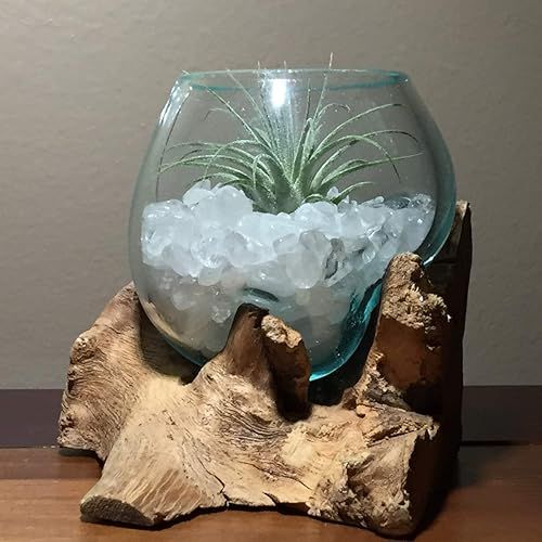 Hand-Blown%20Molten%20Glass%20%20Round%20Bowl%20Vase%20On%20Natural%20Wood%20Root%208cm%20-%20Image%202