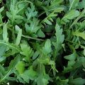 20+ Loose Packed Seeds /Arugula/Rucola Leaves Herb Herb Seeds Kitchen Garden Packet. 