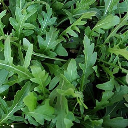 20+%20Loose%20Packed%20Seeds%20/Arugula/Rucola%20Leaves%20Herb%20Herb%20Seeds%20Kitchen%20Garden%20Packet%20-%20Image%203
