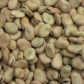 Bakula ( Winsder Beans ) 1 Kg. 