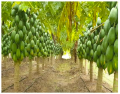 Taiwan Red Lady Papaya Seeds Original 5 Plus Loose Pack Seeds. 