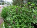 Holy Thai Basil Imported Herb 20 Seeds For Garden and Balcony (Air Purifier - Antivirus Medicine Plant). 