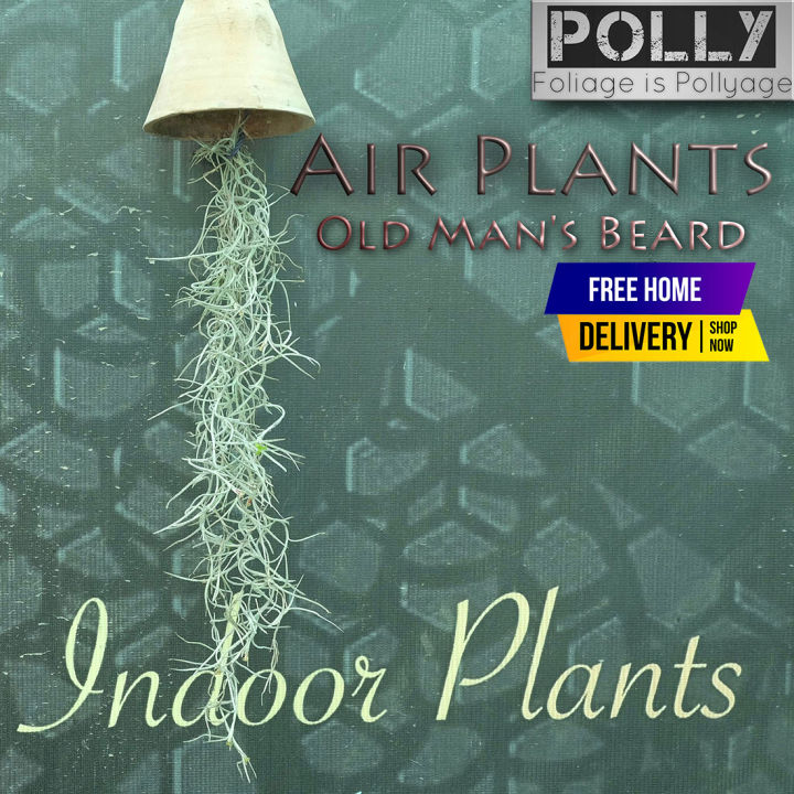 Natural Air Plant, Old Man's Beard Hanging Plant, Live Plants, Unique
